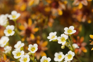 White Mountain Saxifrage (Saxifraga paniculata), close-up - HHF02175