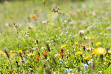 Wild flowers in field - HHF02157