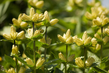 Große gelbe Enzianblüten (Gentiana lutea) - HHF02153