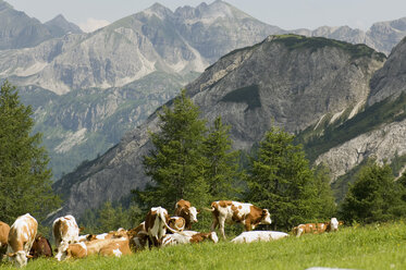 Austria, Salzburger Land, Herd of cattle grazing in a field - HHF02144