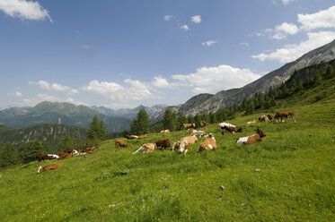 Austria, Salzburger Land, Herd of cattle grazing in a field - HHF02143