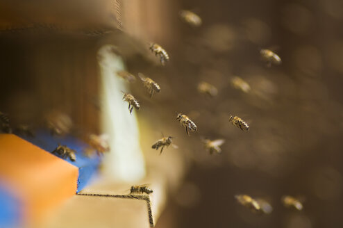 Bienenstöcke für Honigbienen (Apis mellifera) - HHF02062