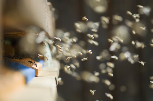 Bienenstöcke für Honigbienen (Apis mellifera) - HHF02061