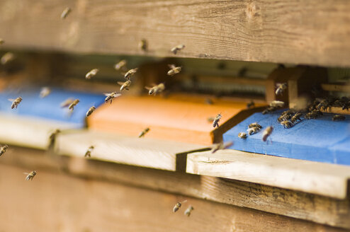 Bienenstöcke für Honigbienen (Apis mellifera) - HHF02060