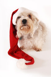 Kleiner Hund mit Weihnachtsmannmütze - 00386LR-U