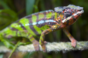 Afrika, Madagaskar, Pantherchamäleon (Furcifer pardalis), Nahaufnahme - WDF00015