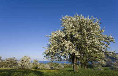 Germany, Lake Constance, Hoeri, blossoming season - WDF00006