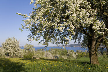 Germany, Lake Constance, Hoeri, blossoming season - WDF00004