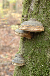 Germany, Bavaria, tree mushrooms on trunk, close up - CRF01406