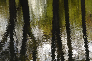 Germany, Bavaria, Tree trunks reflecting on water surface - CRF01405