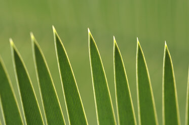Palm leaves, close up - CRF01402