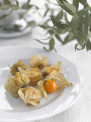 Physalis (Physalis peruviana) und Eukalyptusblätter - KSWF00113