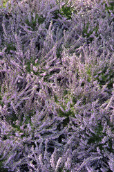 Heidekraut (Calluna vulgaris), Vollbild, Ansicht von oben - ASF03618