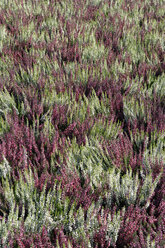 Heather (Calluna vulgaris), full frame, elevated view - ASF03617