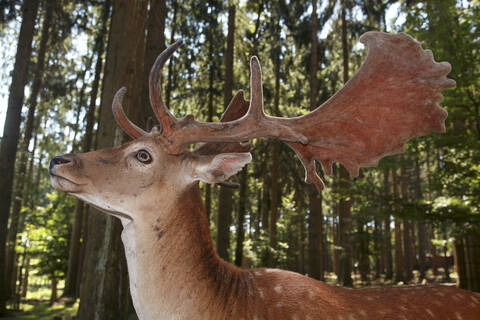 Hirsche im Wald, lizenzfreies Stockfoto