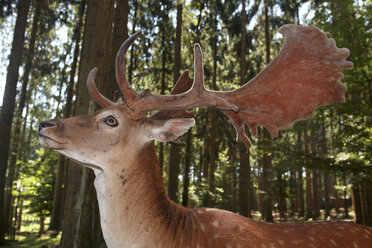 Deer in forest - RDF00375
