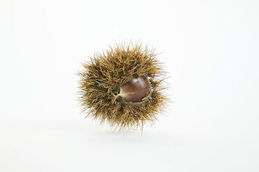 Chestnut, elevated view - GWF00639