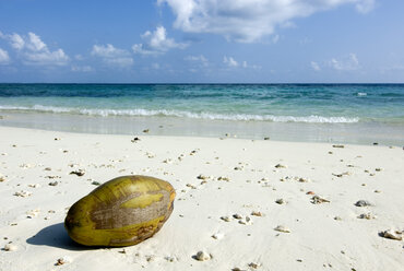 Malediven, Gan, Kokosnuss am Strand liegend - GNF00971