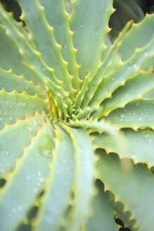 Südafrika, Bittere Aloe (Aloe Ferox), Nahaufnahme der Blätter - ABF00403