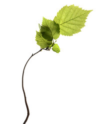 Haselstrauch (Corylus avellana), Nahaufnahme - TCF00745