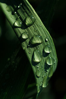 Dewdrops on wheat (Triticum aestivum), close up - TCF00741