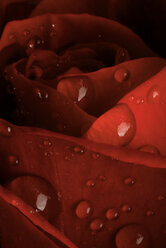 Dewdrops on petal, close up - TCF00740