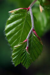 Blätter der Rotbuche (Fagus sylvatica), Nahaufnahme - TCF00739