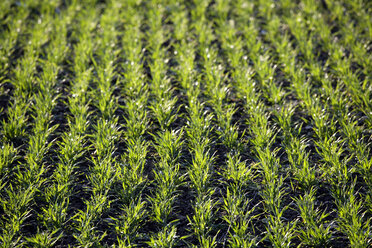 Weizenfeld (Triticum aestivum) - TCF00729