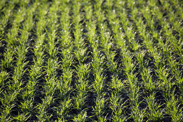 Wheat field (Triticum aestivum) - TCF00729