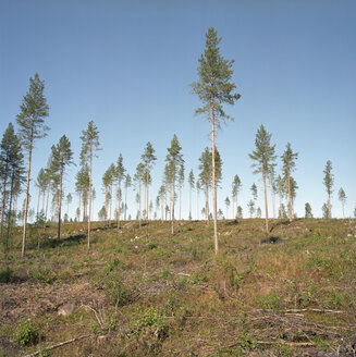 Finnland, Baumlandschaft - PM00570