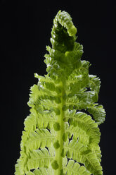 Fern (Matteuccia struthiopteris), close up - TCF00786