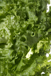 Lettuce (Lactuca sativa var. capitata), close up - TCF00784