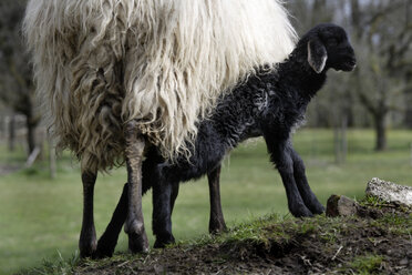 Schaf (Ovis orientalis aries), weiblich und Lamm - TCF00779