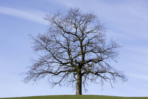 Deutschland, Oberbayern, Eiche (Quercus), lizenzfreies Stockfoto
