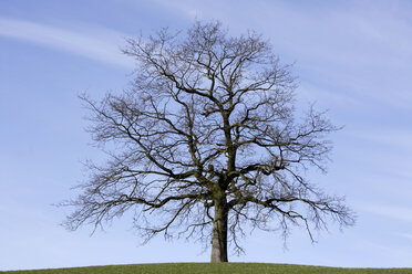 Germany, Upper Bavaria, Oak tree (Quercus) - TCF00760