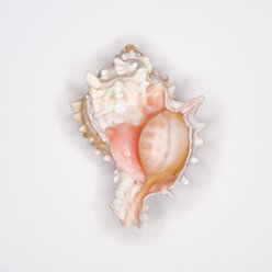 Sea shell, elevated view - MUF00465