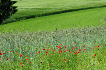 Deutschland, Deggenhausen, Mohnblumen auf einem Feld - SMF00344