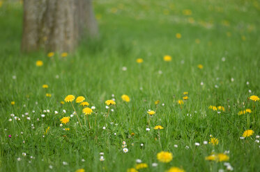 Dandelions (Taraxacum officinale) in meadow, close-up - SMF00337