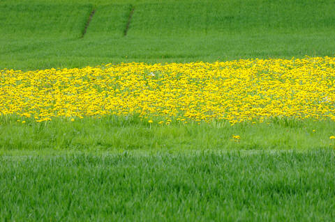 Löwenzahn (Taraxacum) auf der Wiese, lizenzfreies Stockfoto