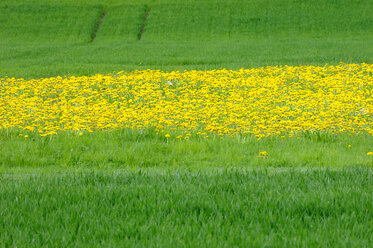 Löwenzahn (Taraxacum) auf der Wiese - SMF00335