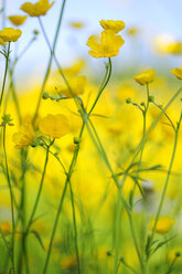 Kriechender Hahnenfuß (Ranunculus acris), Nahaufnahme - SMF00334