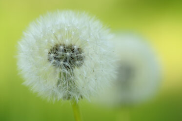 Dandelion (Taraxacum officinale), close-up - SMF00332