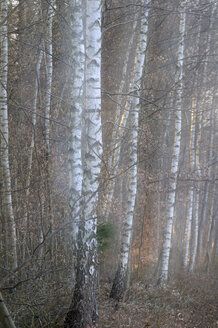 Birch trees, (Betula sp.) - SMF00331