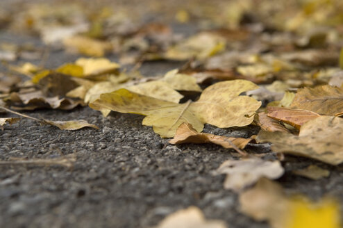Herbstblätter auf der Straße, Nahaufnahme - CRF01445