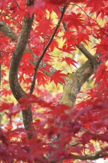 Japanischer Ahorn (Acer palmatum), Nahaufnahme - CRF01444