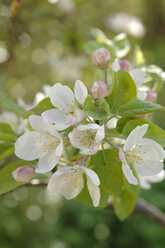 Apfelblüte - CRF01440