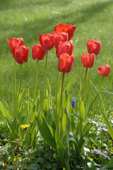 Blühende Tulpen - CRF01439