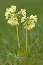 Gelb blühende Schlüsselblume (Primula veris) - CRF01433