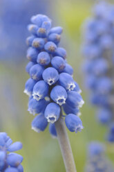 Traubenhyazinthenblüten (Muscari armeniacum) - CRF01432