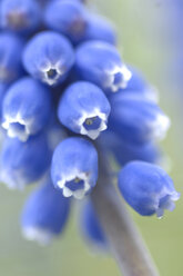 Traubenhyazinthenblüte (Muscari armeniacum), Nahaufnahme - CRF01431